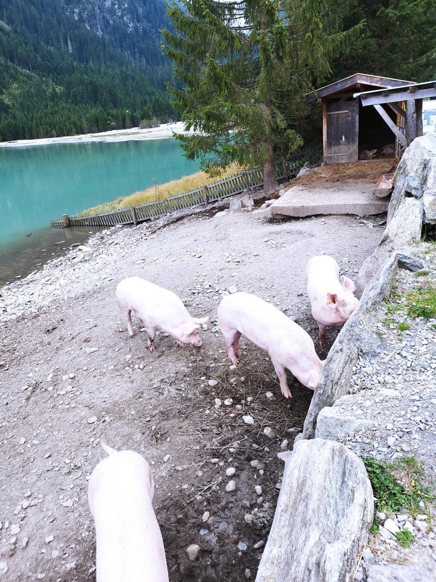 Apart Gerlossteinblick Aschau Im Zillertal Eksteriør bilde